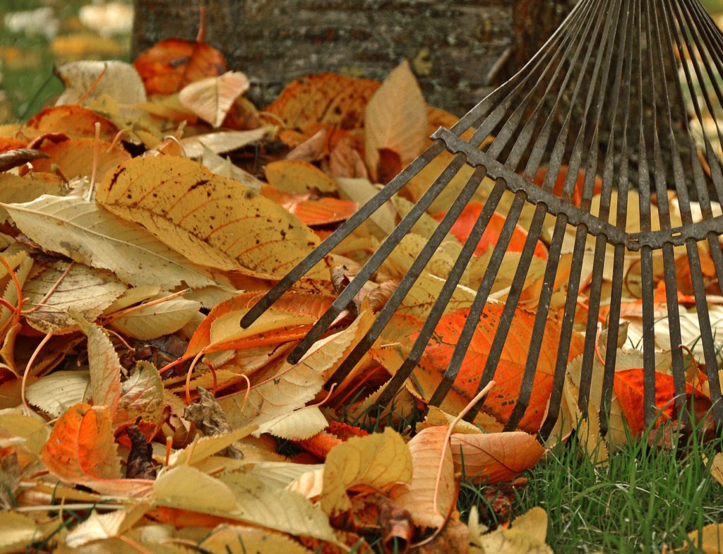 raking leaves